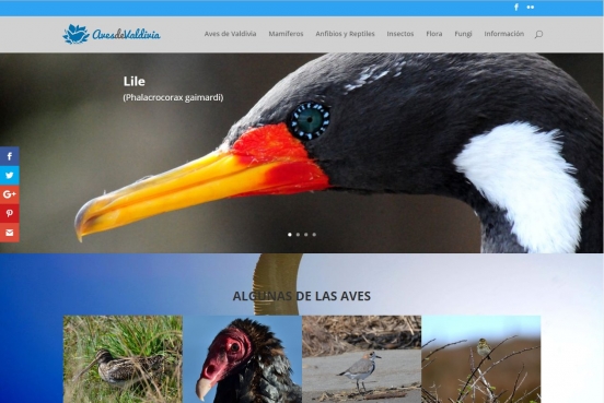 aves